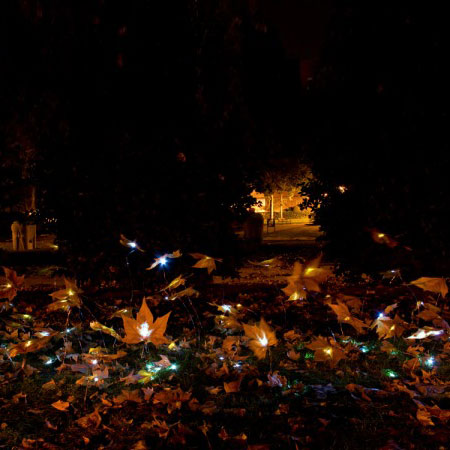 An Almost Ephimeral Autumn by Luzinterruptus