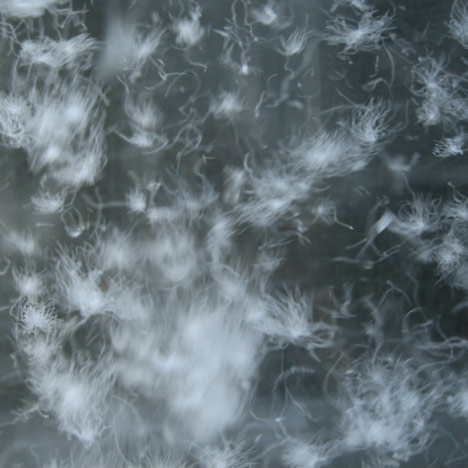 Sensing Nature by Tokujin Yoshioka Sensing Nature by Tokujin Yoshioka