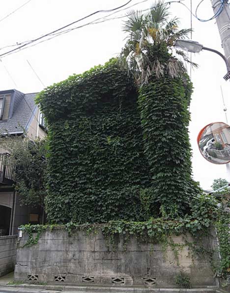Ivy house by Hiroyuki Miyabe