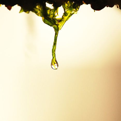 Algae lamp by Christian Vivanco