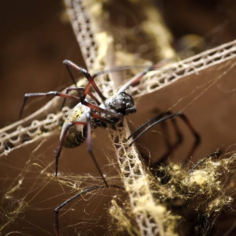 Spider-silk cape by Simon Peers and Nicholas Godley Spider-silk cape by Simon Peers and Nicholas Godley