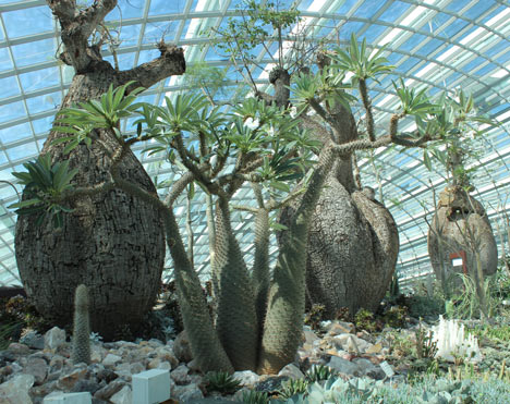 Gardens By The Bay by Grant Associates and Wilkinson Eyre
