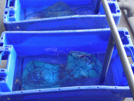 Lab stingrays with giraffe pigment