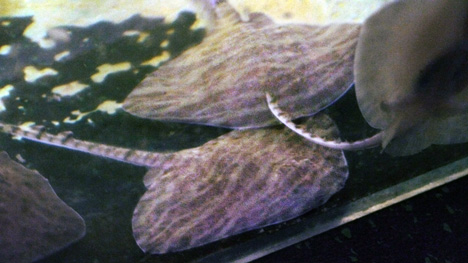 Lab stingrays