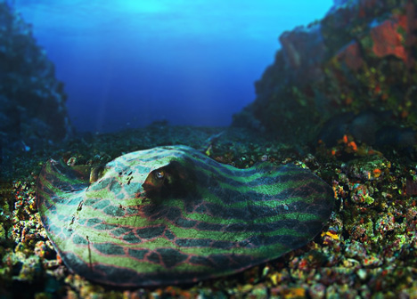 Rattlesnake-patterened stingray
