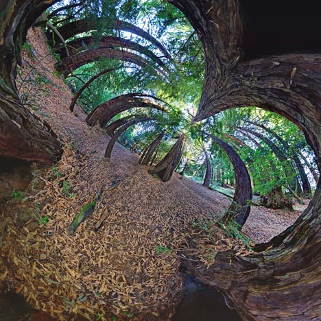 Alternate Perspectives by Randy Scott Slavin