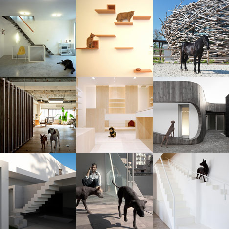 New Pinterest board: animals
