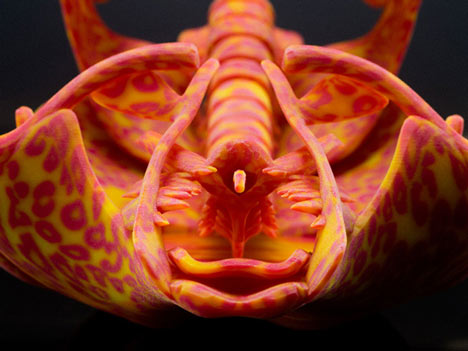 Kafka by Neri Oxman Kafka by Neri Oxman