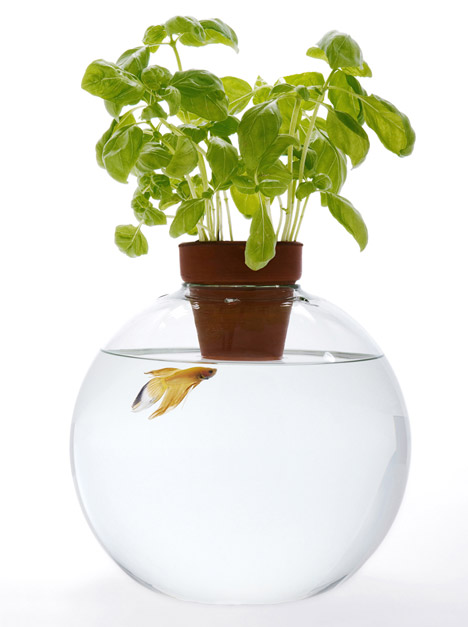 Fish Bowls by Roger Arquer Fish Bowls by Roger Arquer