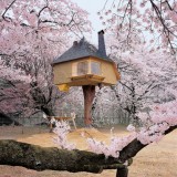 Competition: three copies of Tree Houses to be won