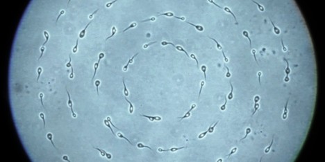 "I think we were the first in history to motion-capture our own sperm"