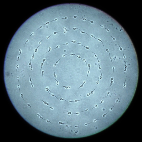 "I think we were the first in history to motion-capture our own sperm"
