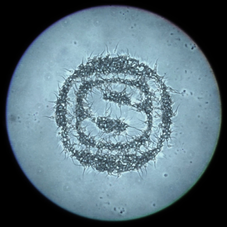 "I think we were the first in history to motion-capture our own sperm"