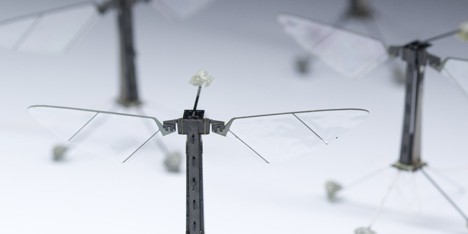 Tiny robotic insect takes flight