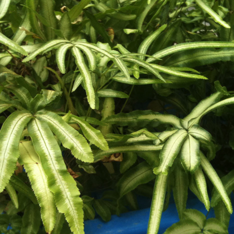 Plant-based water-purifying system named "Idea that will change the world"