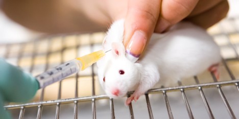 Animal testing