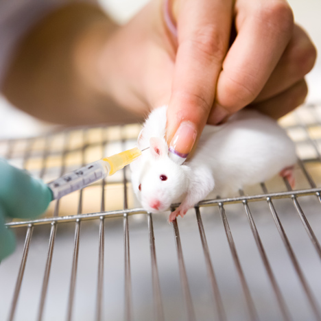 Animal testing
