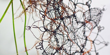 Biolace by Carole Collet