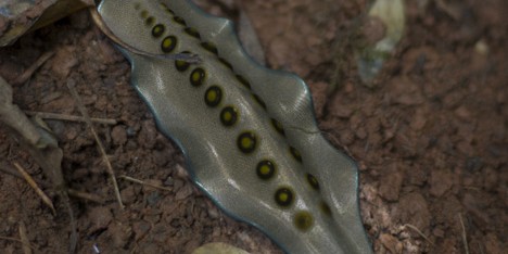 Bioremediating synthetic slug by Alexandra Daisy Ginsberg
