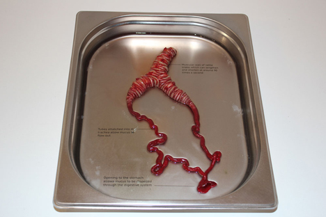 Circumventive Organs by Agatha Haines
