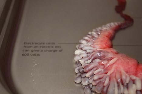 Circumventive Organs by Agatha Haines