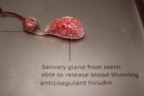Circumventive Organs by Agatha Haines