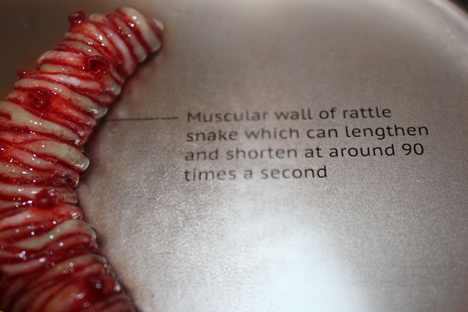 Circumventive Organs by Agatha Haines