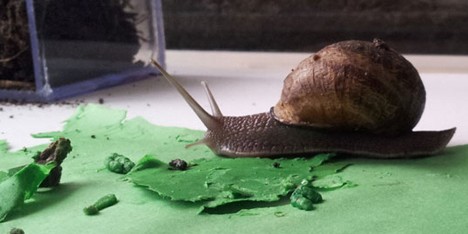 Snail Poo project by Lieske Schreuder