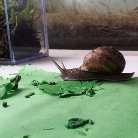 Snail Poo project by Lieske Schreuder