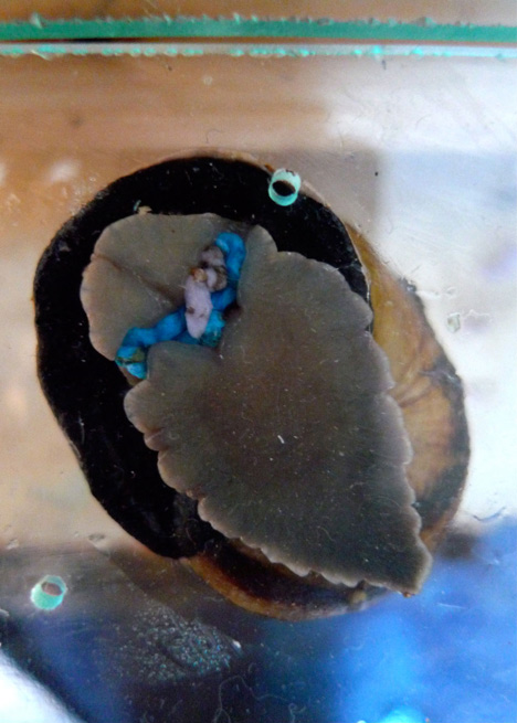 Snail Poo project by Lieske Schreuder