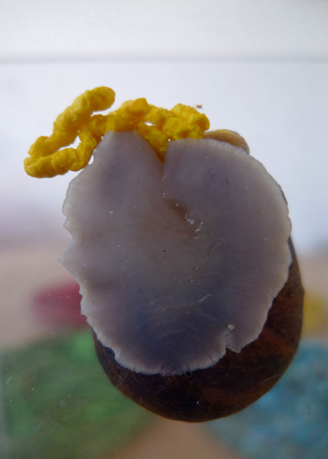 Snail Poo project by Lieske Schreuder
