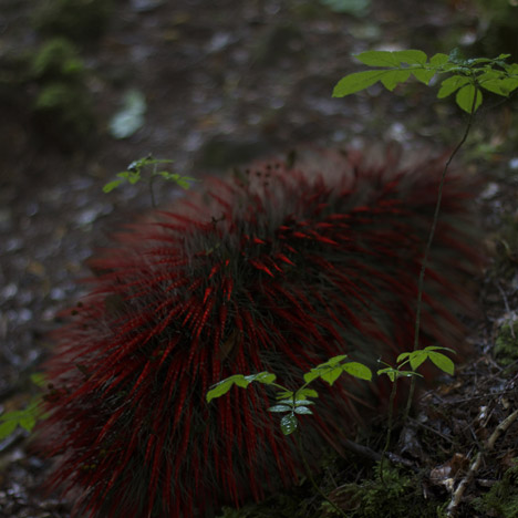 Synthetic creatures by Alexandra Daisy Ginsberg