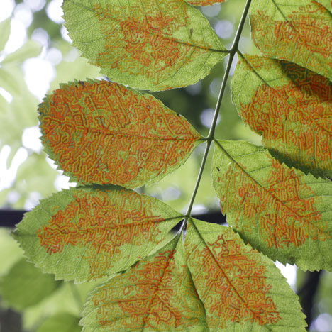 Synthetic creatures could "save nature" says Alexandra Daisy Ginsberg