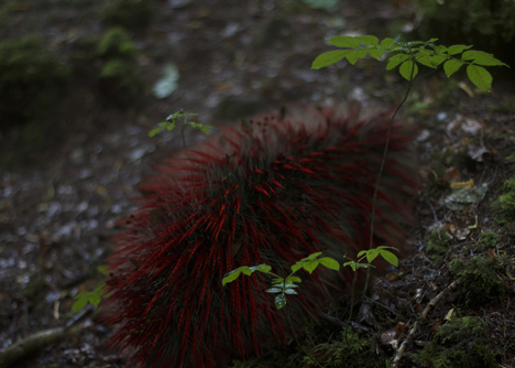 Synthetic creatures could "save nature" says Alexandra Daisy Ginsberg