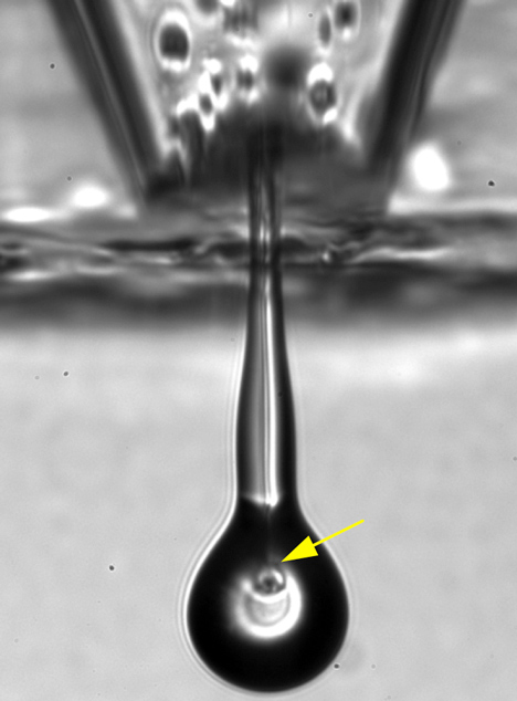 Inkjet printer ejecting living retinal cells