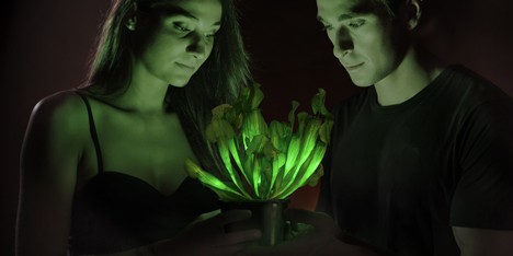 American firm genetically engineers world's first glow-in-the-dark plant