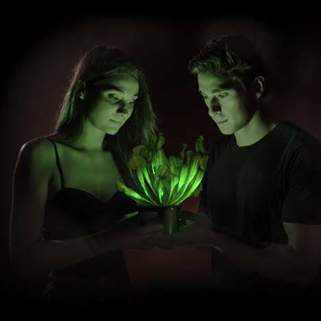 American firm genetically engineers world's first glow-in-the-dark plant