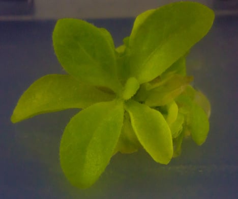 American firm genetically engineers world's first glow-in-the-dark plant
