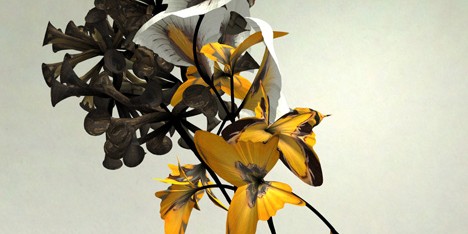 Digital flower animation by Daniel Brown based on exhibits at Dundee museum