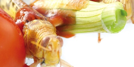 Entomo website design promotes insects as food