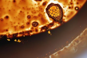 Shamees Aden Amoeba protocell shoes - visualisation of protocell production