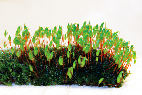 Worlds first moss powered radio