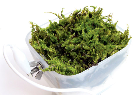 Worlds first moss powered radio