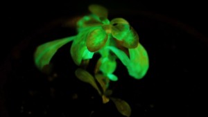 Bioglow-Roosegaarde