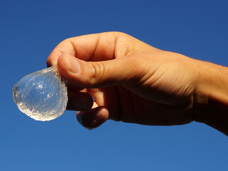 Edible water bottle uses algae to create biodegradable alternative to plastic containers