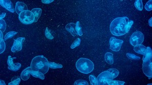 The element luciferin allows jellyfish to emit light . Image: Shutterstock