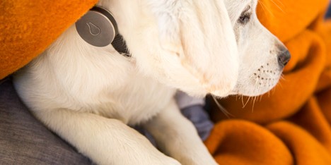 Dog wearable technology by FitBit