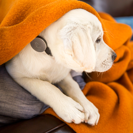 Dog wearable technology by FitBit