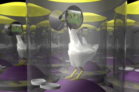 Chickens using the virtual reality in the battery farm