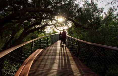 The Boomslang canopy walkway by Mark Thomas and Henry Fagan